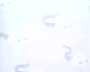 Piraat